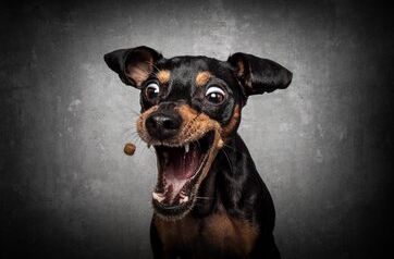 Bild von einem Hund mit offenem Maul, der ein Leckerchen fängt