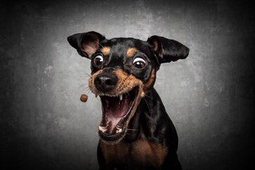 Bild von einem Hund mit offenem Maul, der ein Leckerchen fängt